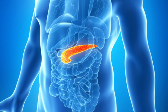 Two Major Functions of the Pancreas